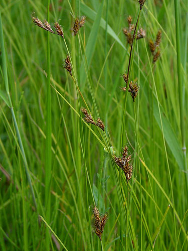 Carex praecox Schreber