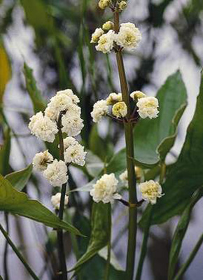 Sagittaria japonica Flora pleno
